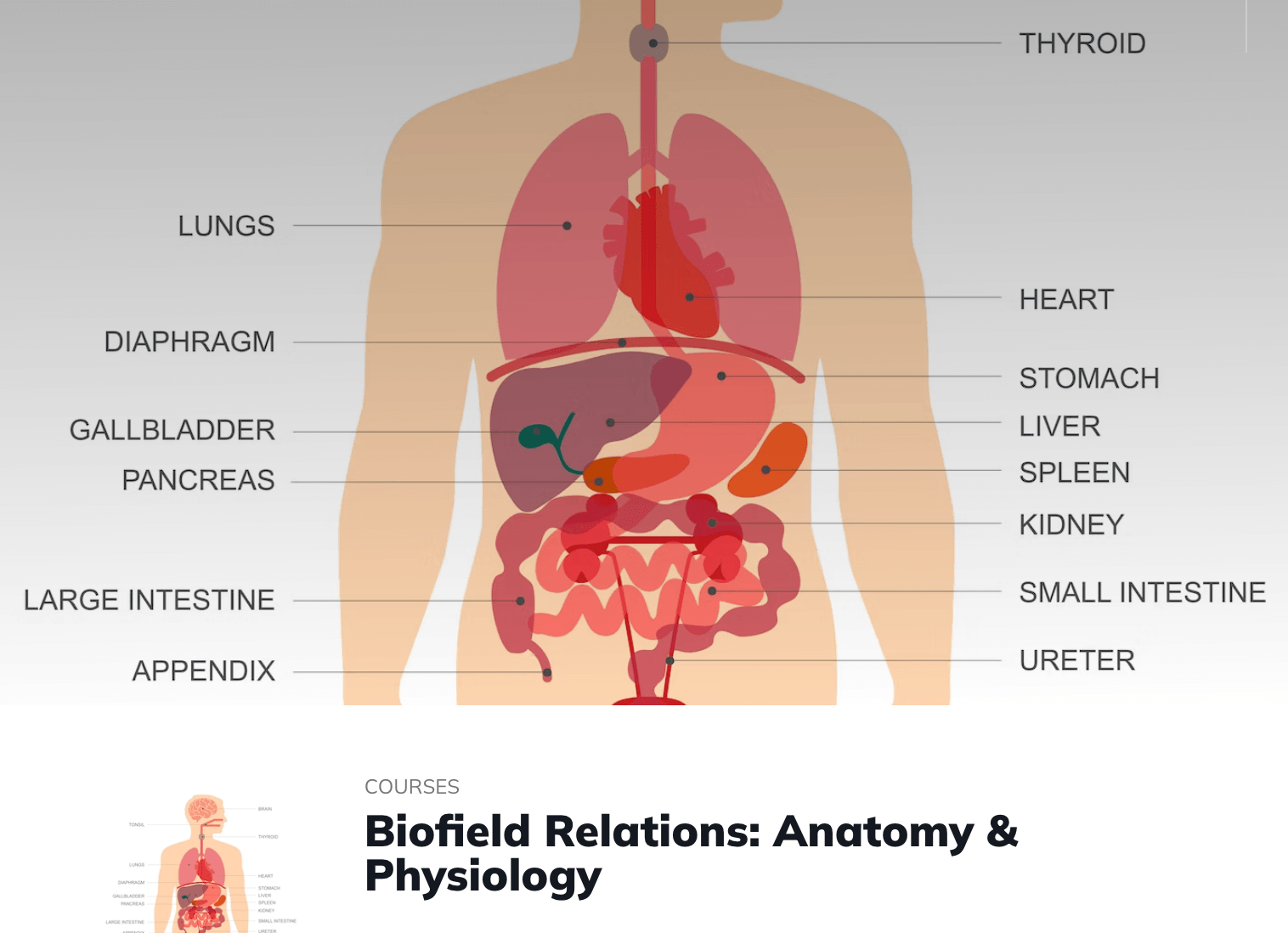 Biofield Relations: Anatomy & Physiology - Gaia Healers